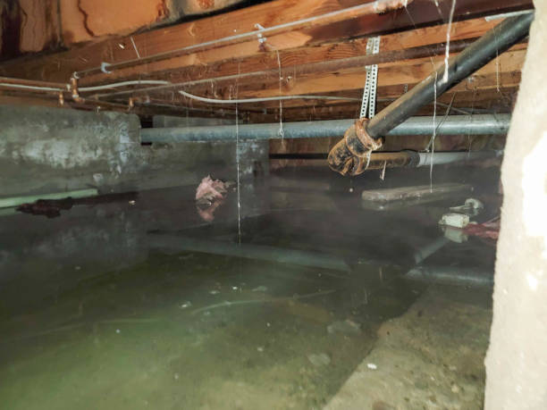Best Water damage mitigation services  in Bushnell, IL