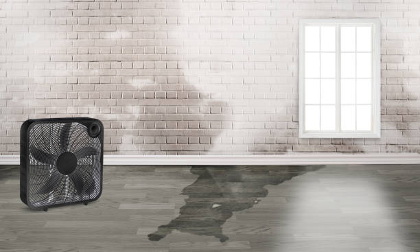 Best Flood restoration services  in Bushnell, IL